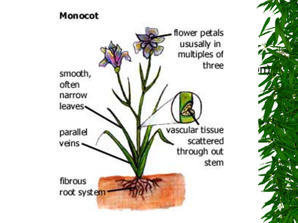 Monocot Seed Angiosperms that have 1 seed leaf (cotyledon)