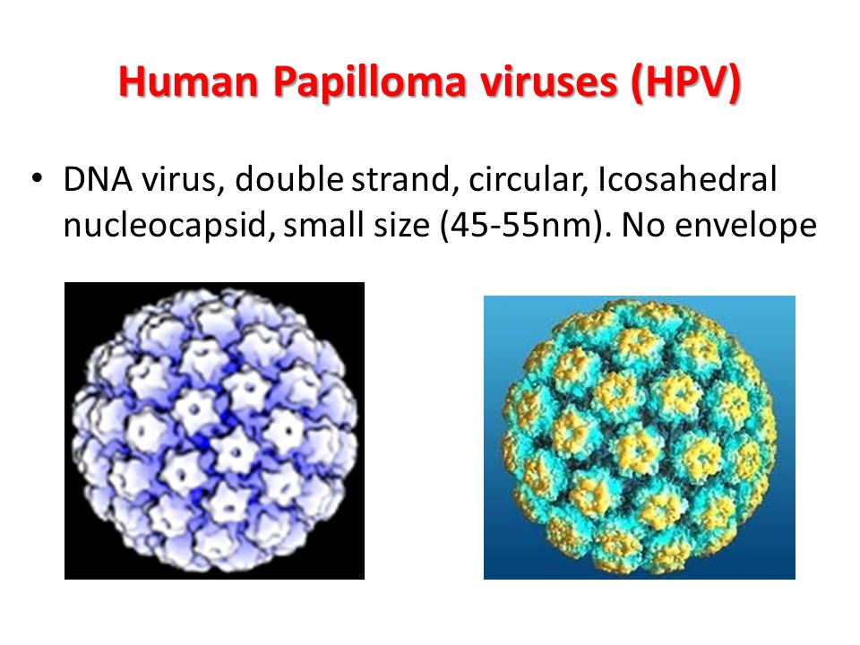 human papilloma virus zararlar