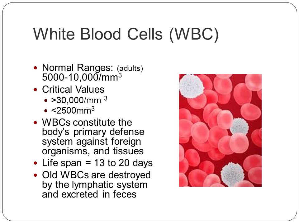 Cbc complete blood count ppt video online download