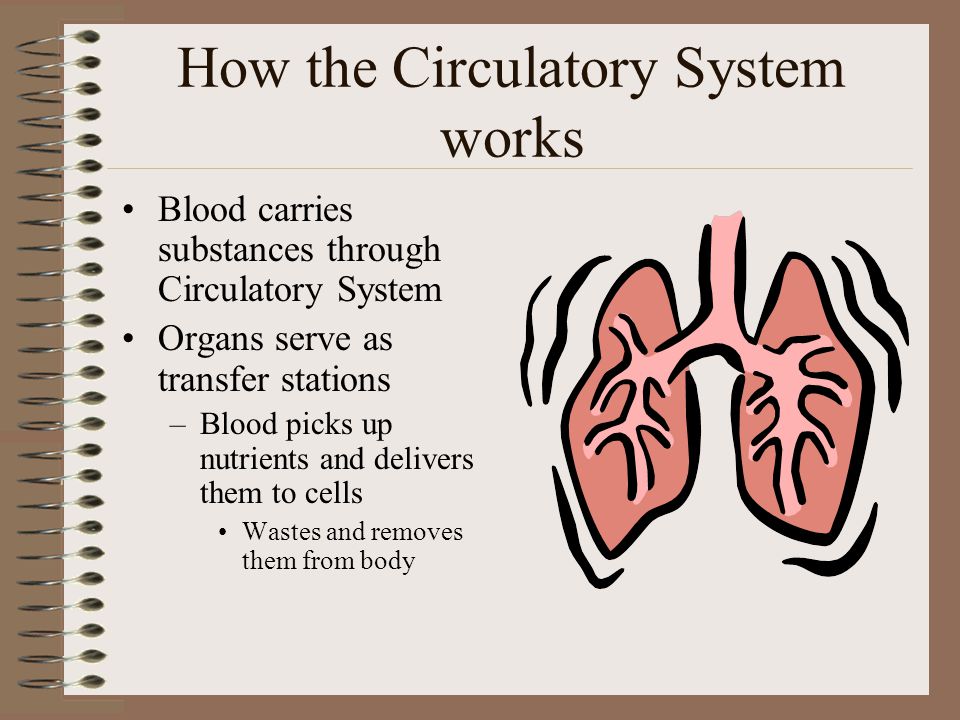 How the Circulatory System works