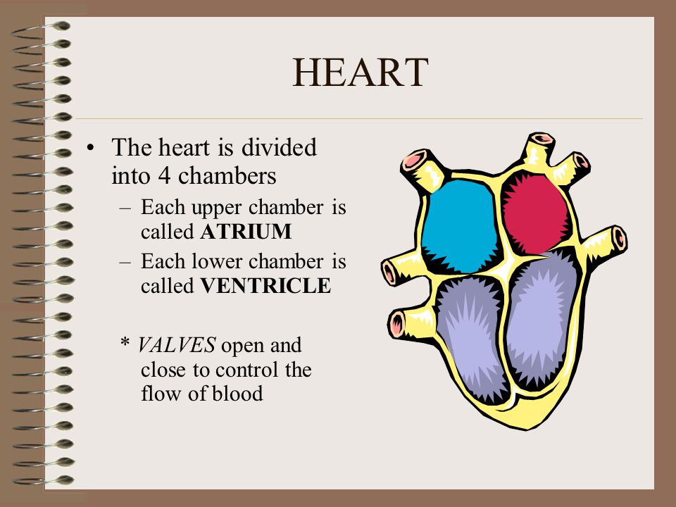 HEART The heart is divided into 4 chambers