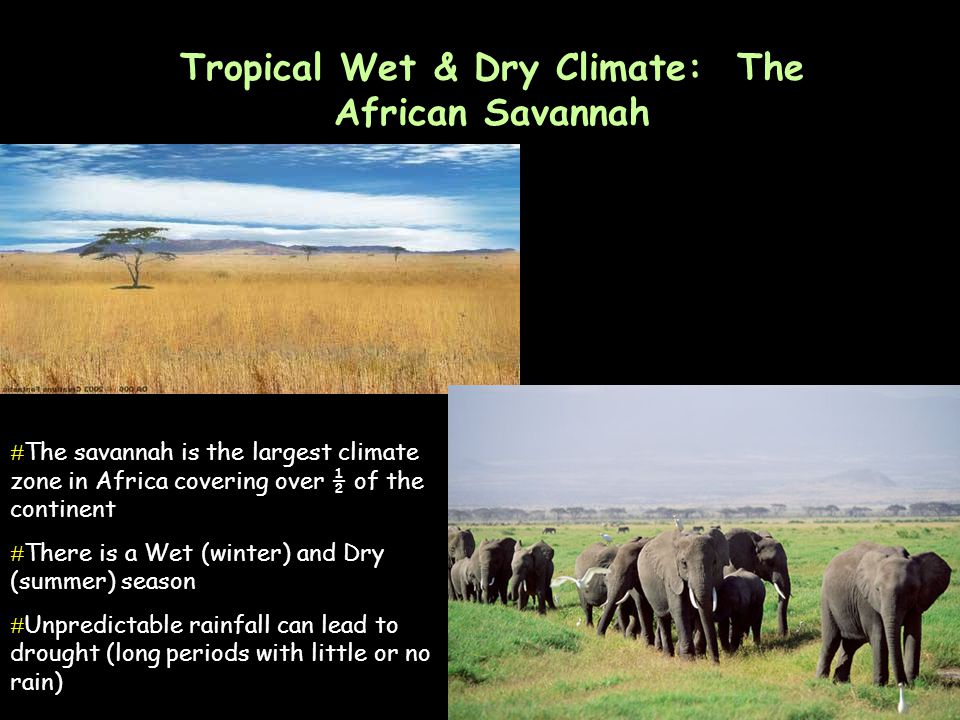 Tropical Wet & Dry Climate: The African Savannah