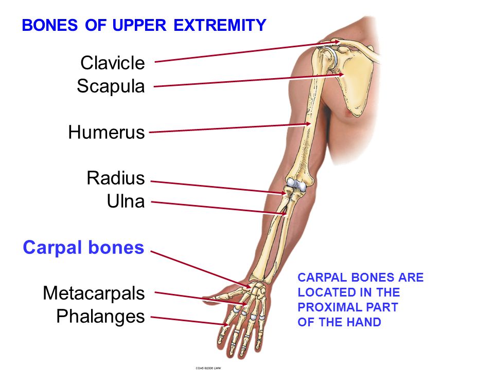 Bones of upper extremity.