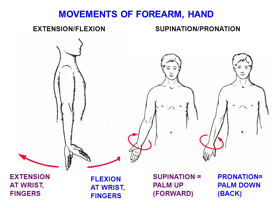 REVIEW OF ANATOMY UNDERLYING CARPAL TUNNEL SYNDROME - ppt video online ...