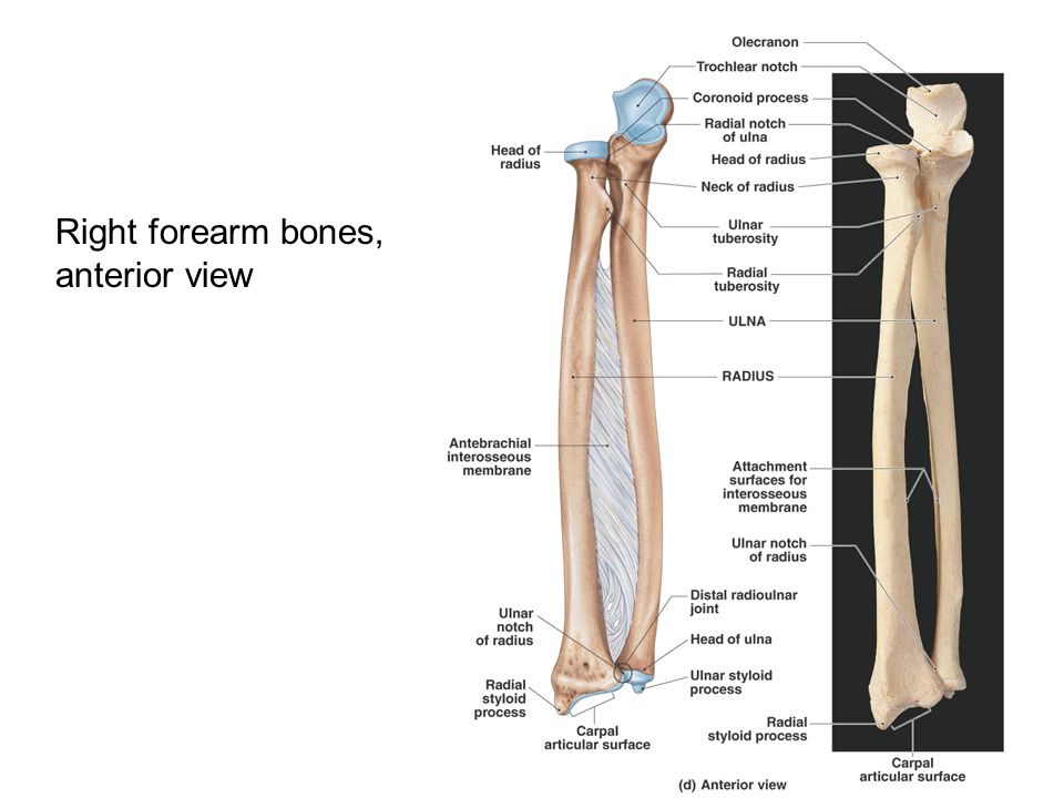 Bone types Top: Metacarpals (long bones) and carpals (short... Biomedical, Anato