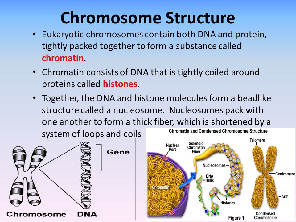 Chromosome Structure Eukaryotic chromosomes contain both DNA and protein