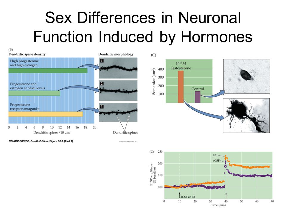 Pdf Sex Differences In The Functional Lateralization Of Emotion And Decision Making In The Human Brain