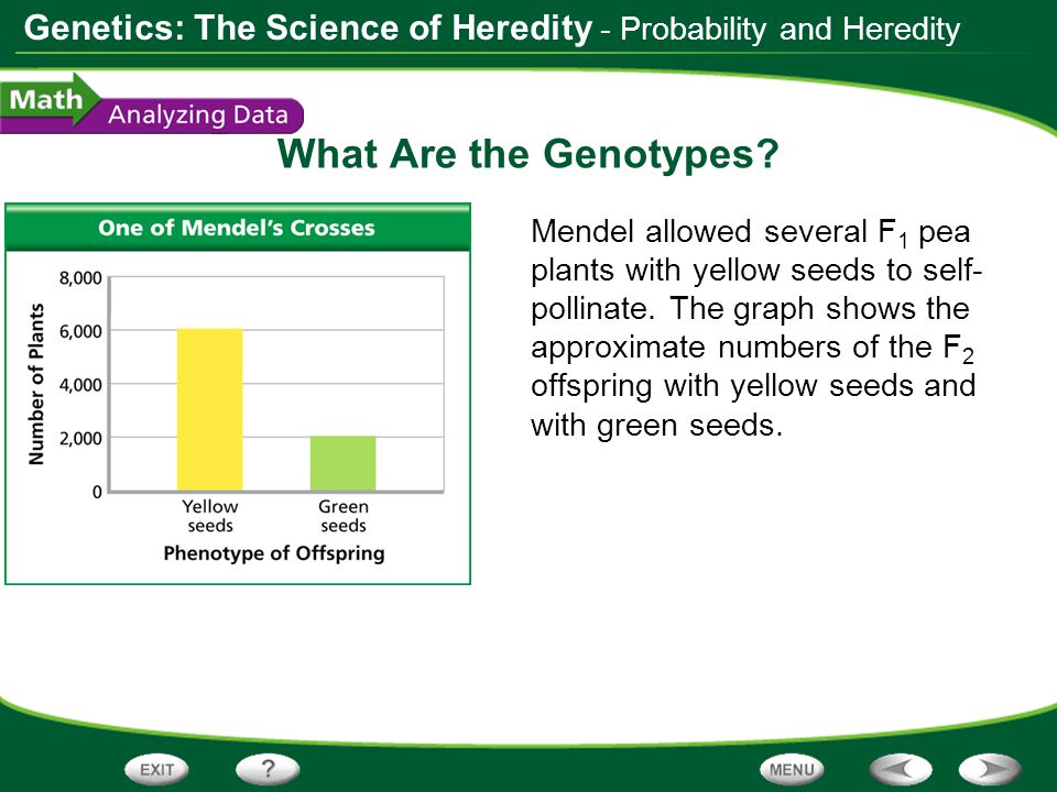 What Are the Genotypes - Probability and Heredity