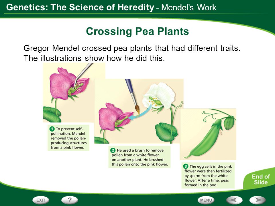 Crossing Pea Plants - Mendel’s Work