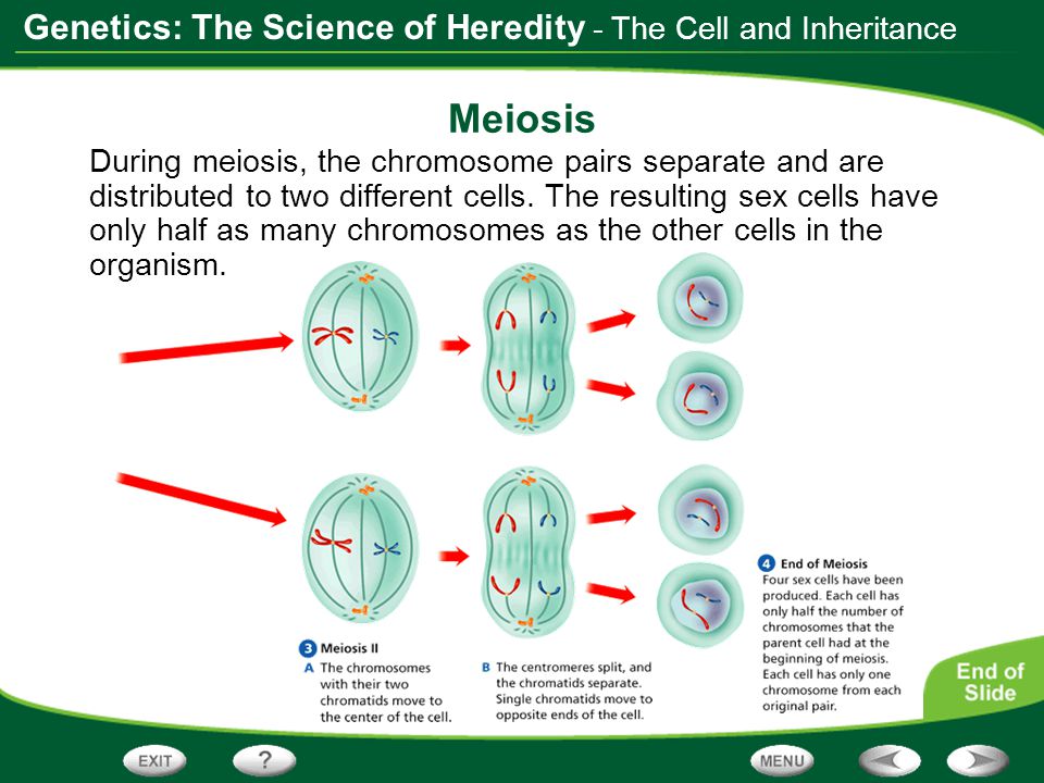 Meiosis - The Cell and Inheritance