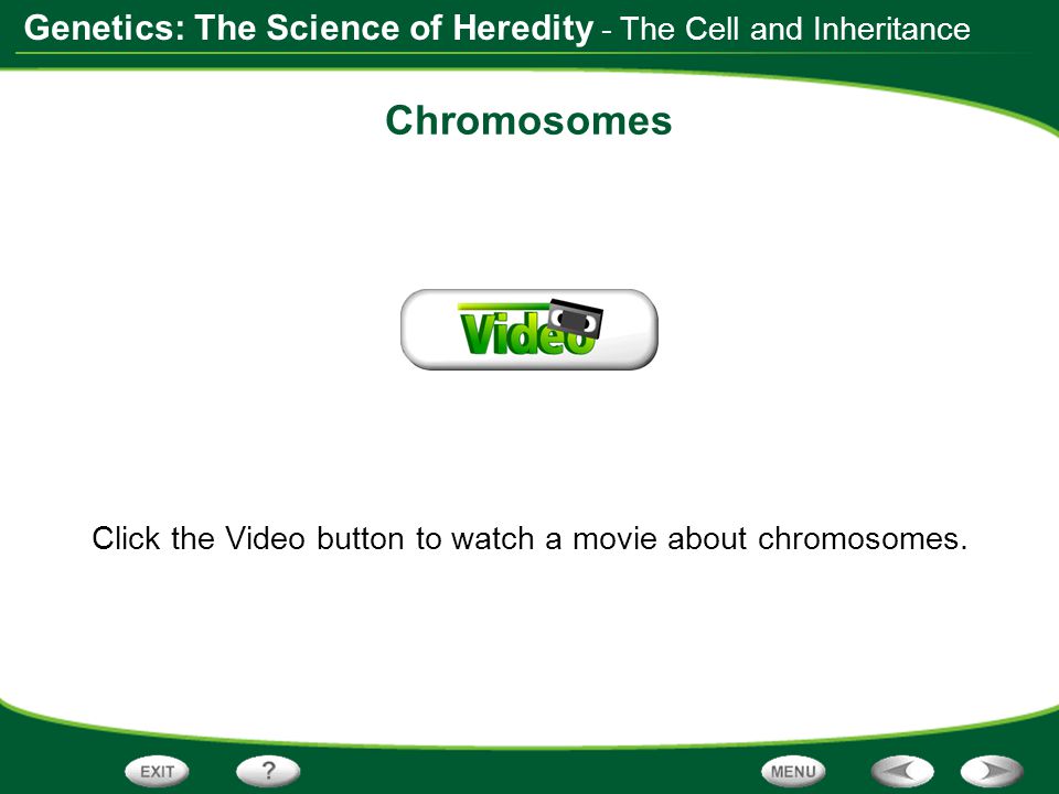 Click the Video button to watch a movie about chromosomes.