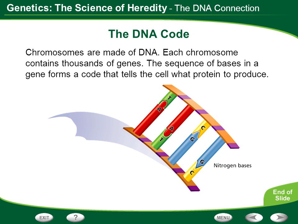 The DNA Code - The DNA Connection