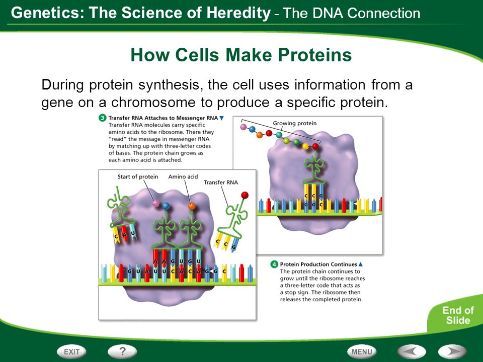 How Cells Make Proteins