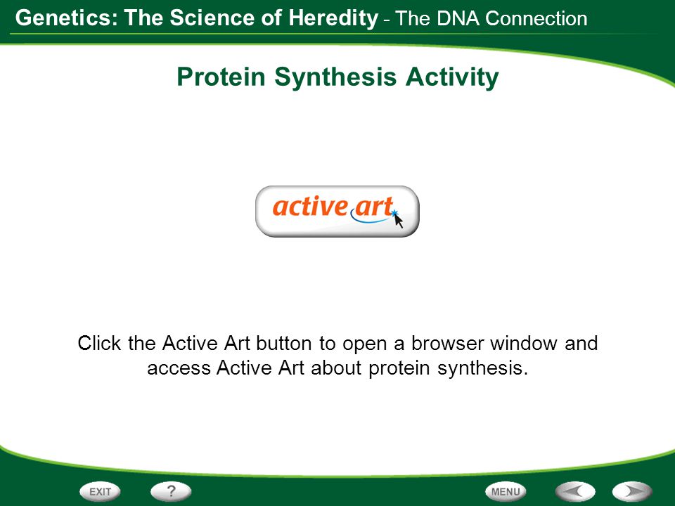 Protein Synthesis Activity
