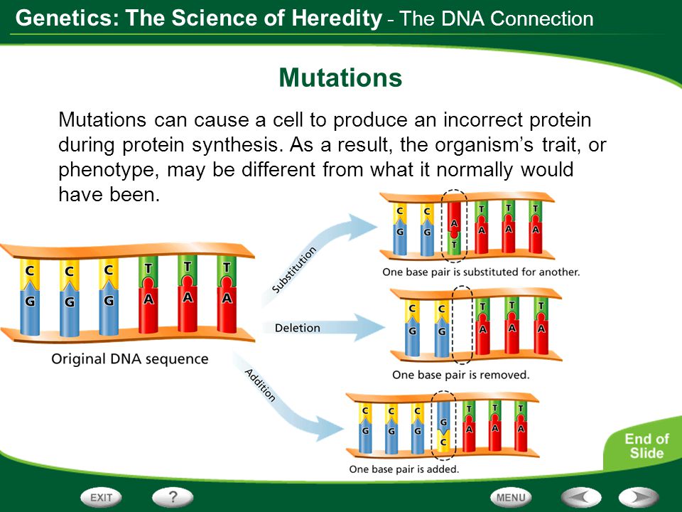Mutations - The DNA Connection