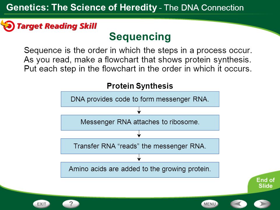 Sequencing - The DNA Connection