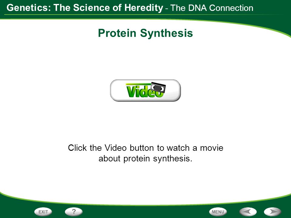 Click the Video button to watch a movie about protein synthesis.