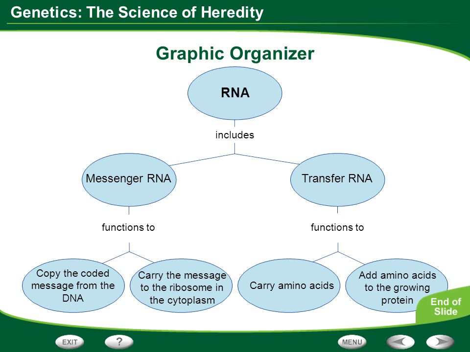Graphic Organizer RNA Messenger RNA Transfer RNA includes functions to
