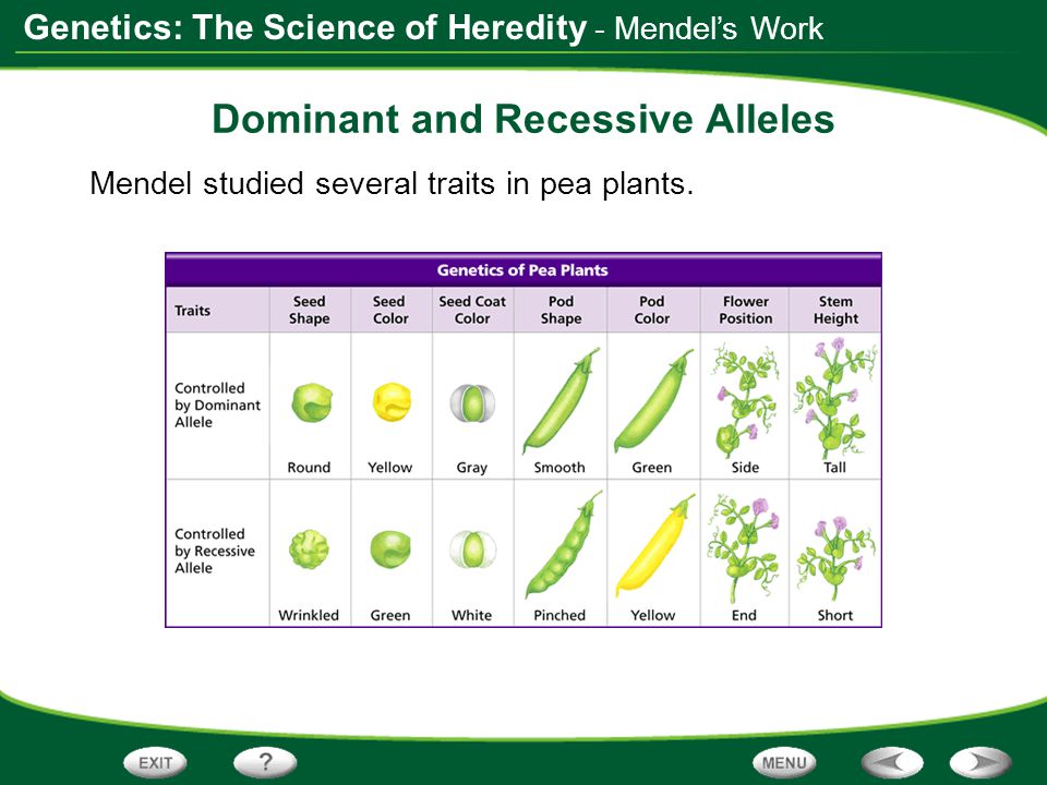 Dominant and Recessive Alleles