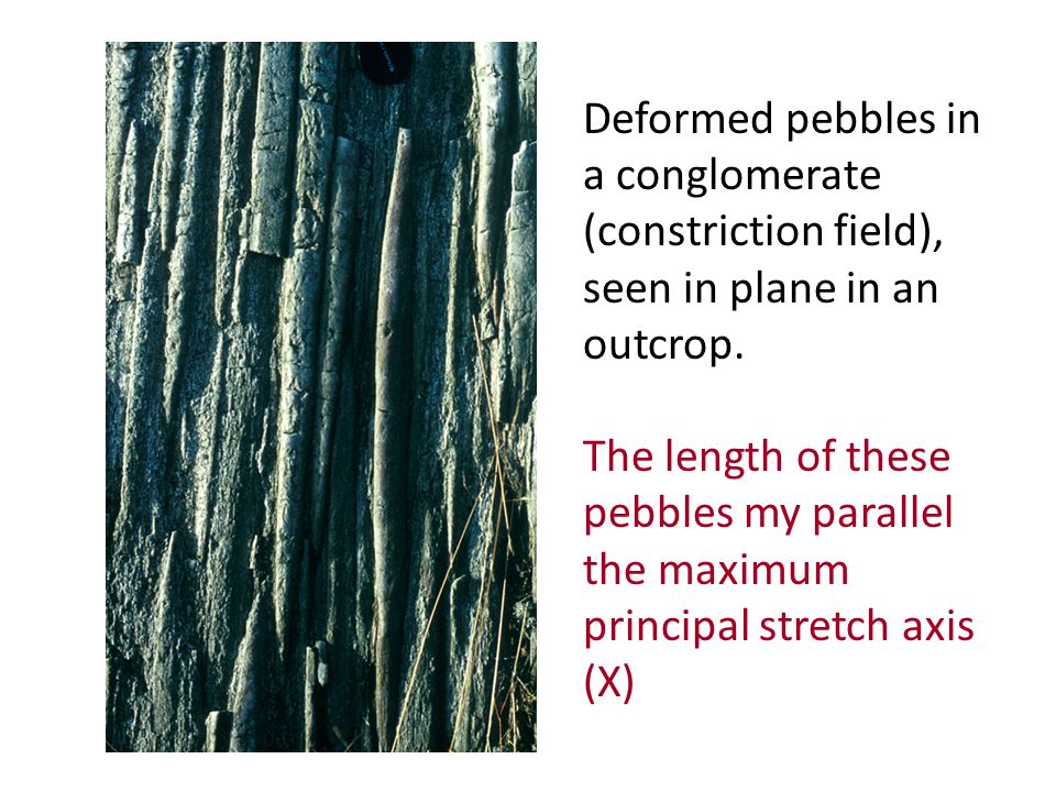 Deformed pebbles in a conglomerate (constriction field), seen in plane in an outcrop.