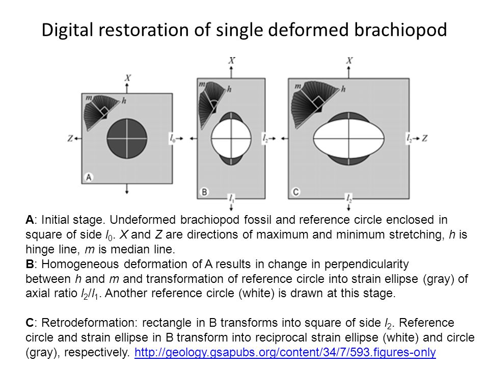 Digital restoration of single deformed brachiopod