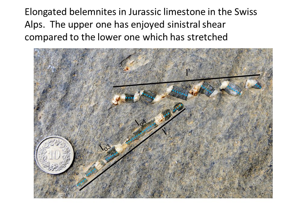 Elongated belemnites in Jurassic limestone in the Swiss Alps