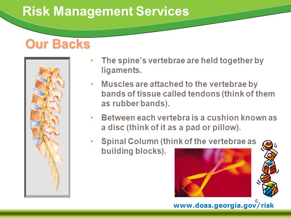 Our Backs The spine’s vertebrae are held together by ligaments.