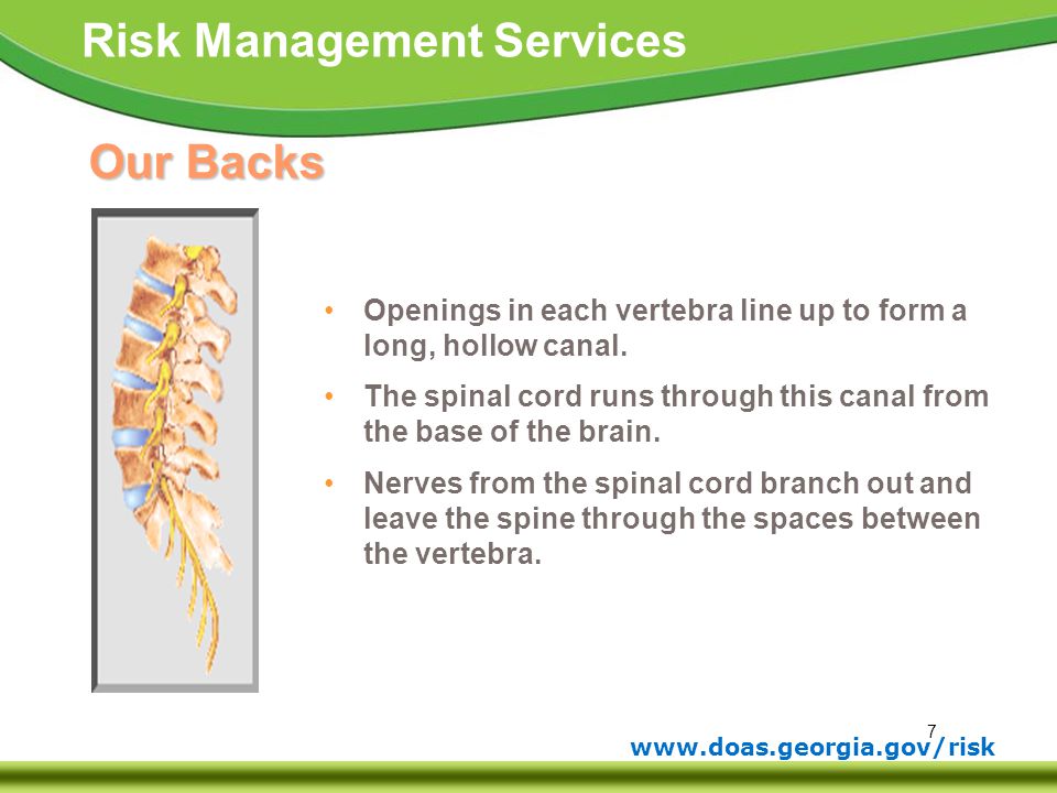 Our Backs Openings in each vertebra line up to form a long, hollow canal. The spinal cord runs through this canal from the base of the brain.