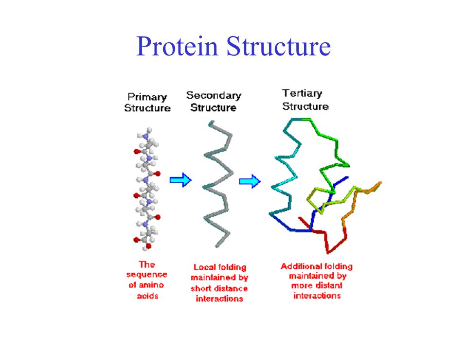 Protein Chemistry Basics Ppt Video Online Download - 