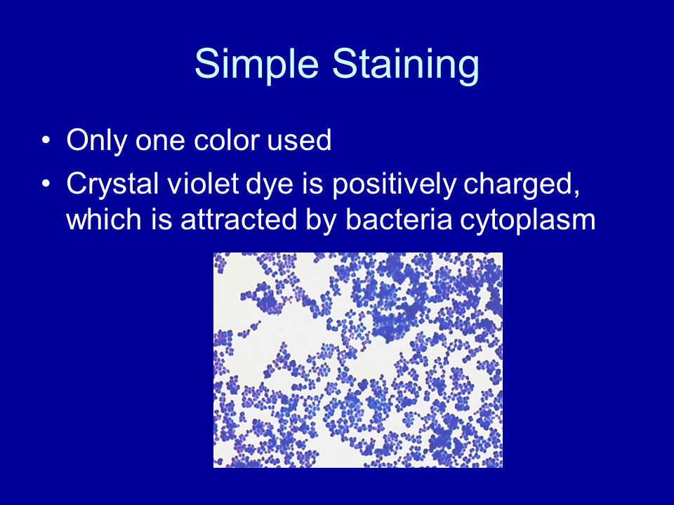 purpose of simple staining