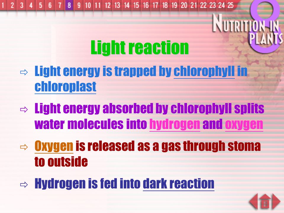 Light reaction Light energy is trapped by chlorophyll in chloroplast