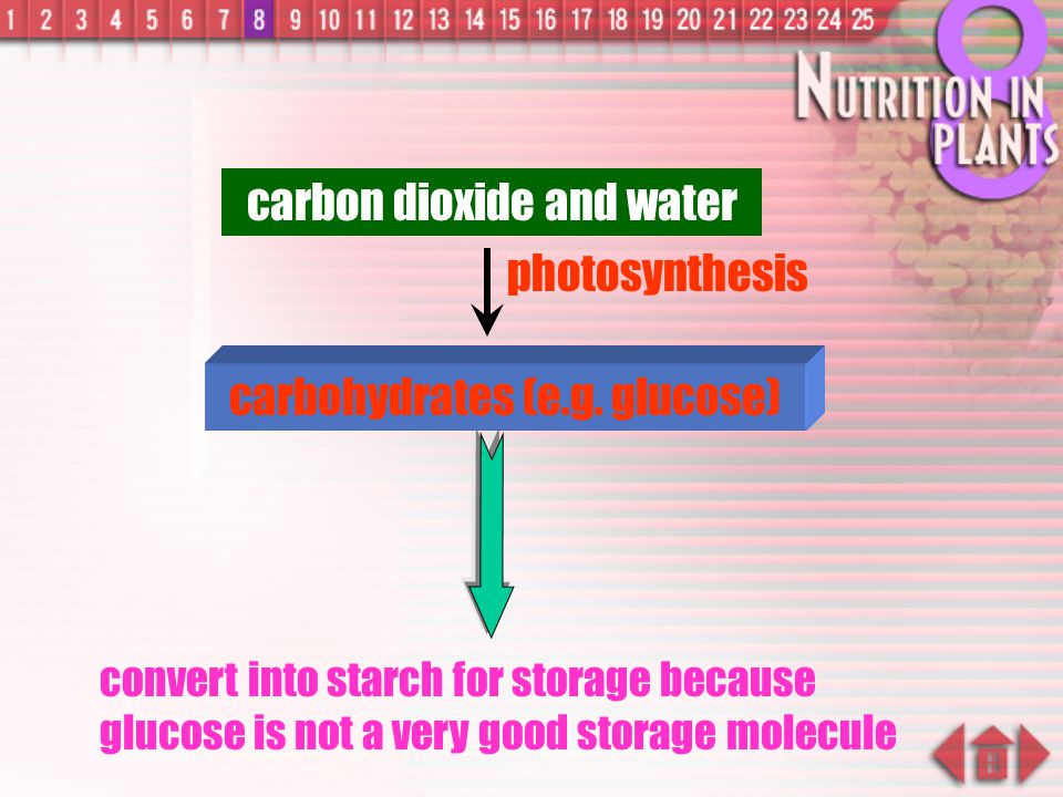 carbon dioxide and water
