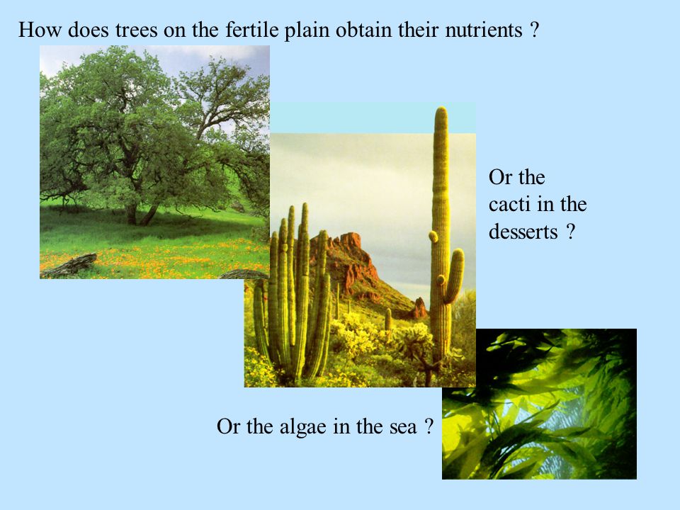 How does trees on the fertile plain obtain their nutrients