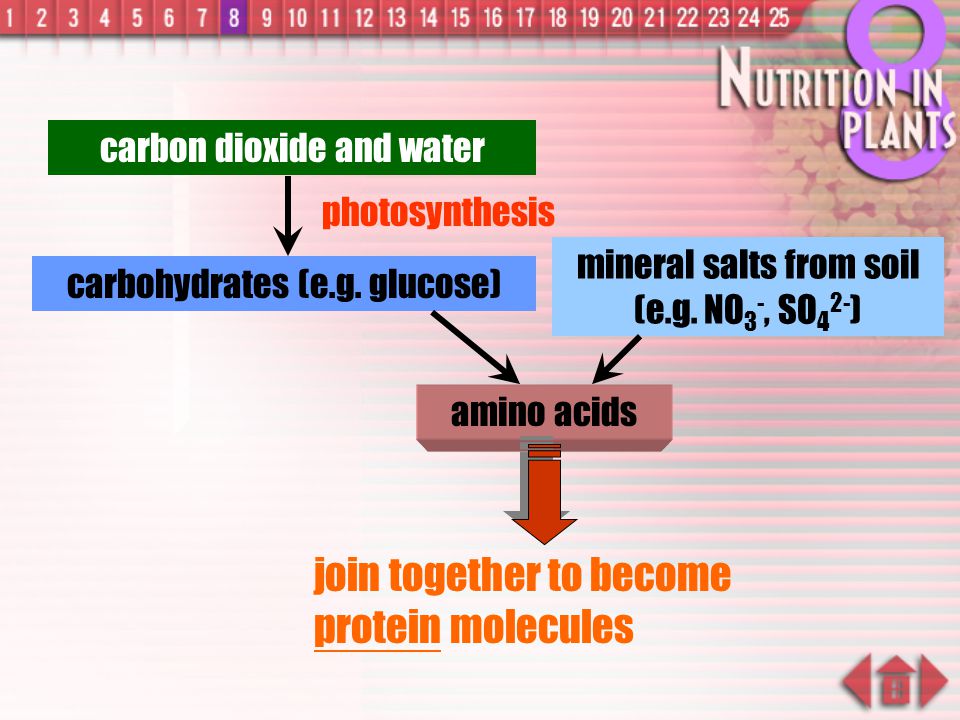join together to become protein molecules