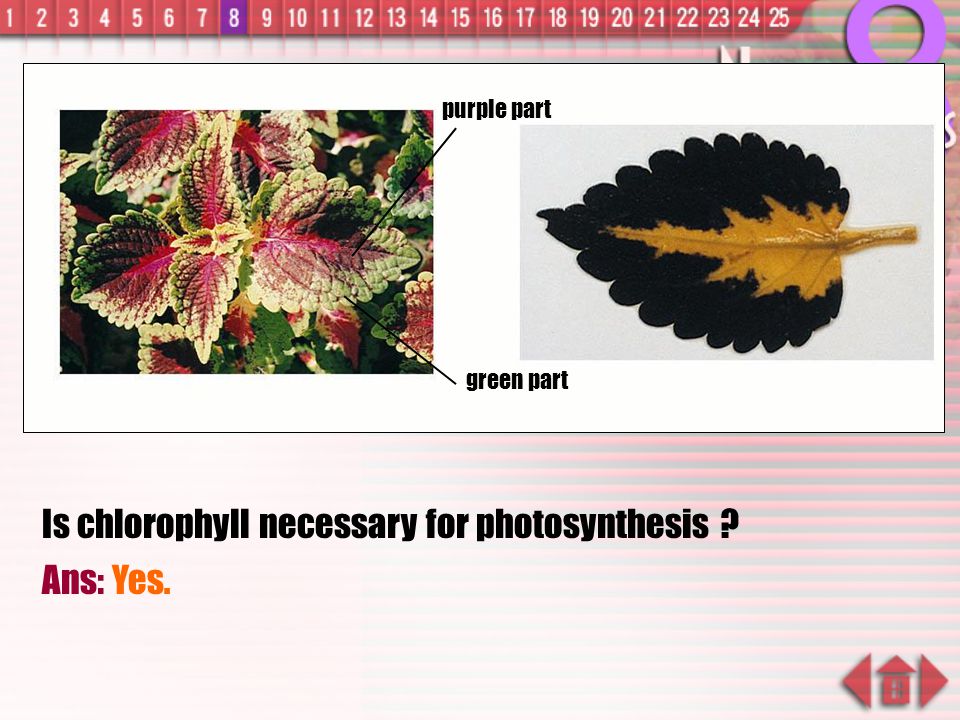 Is chlorophyll necessary for photosynthesis