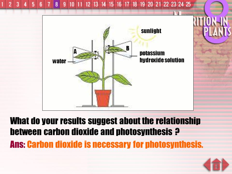 Ans: Carbon dioxide is necessary for photosynthesis.