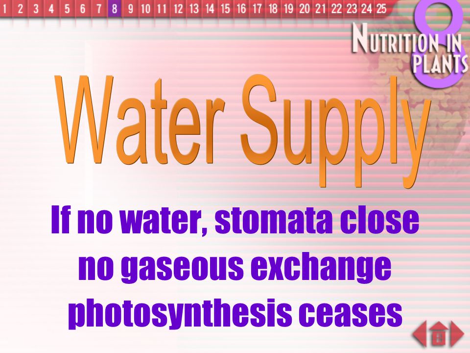 If no water, stomata close no gaseous exchange photosynthesis ceases