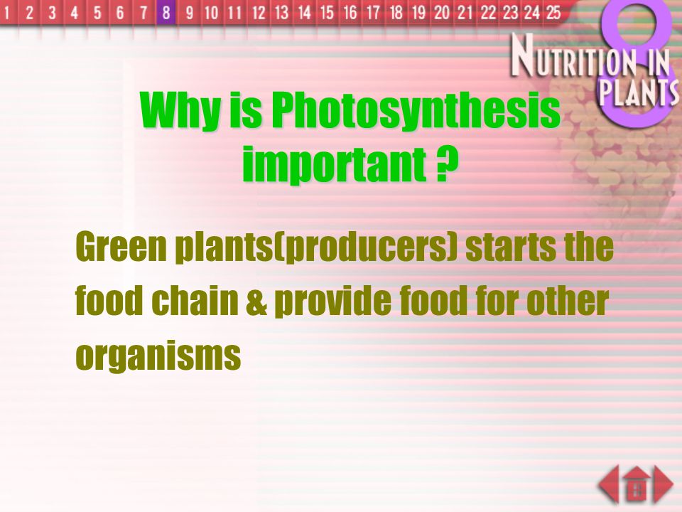 Why is Photosynthesis important