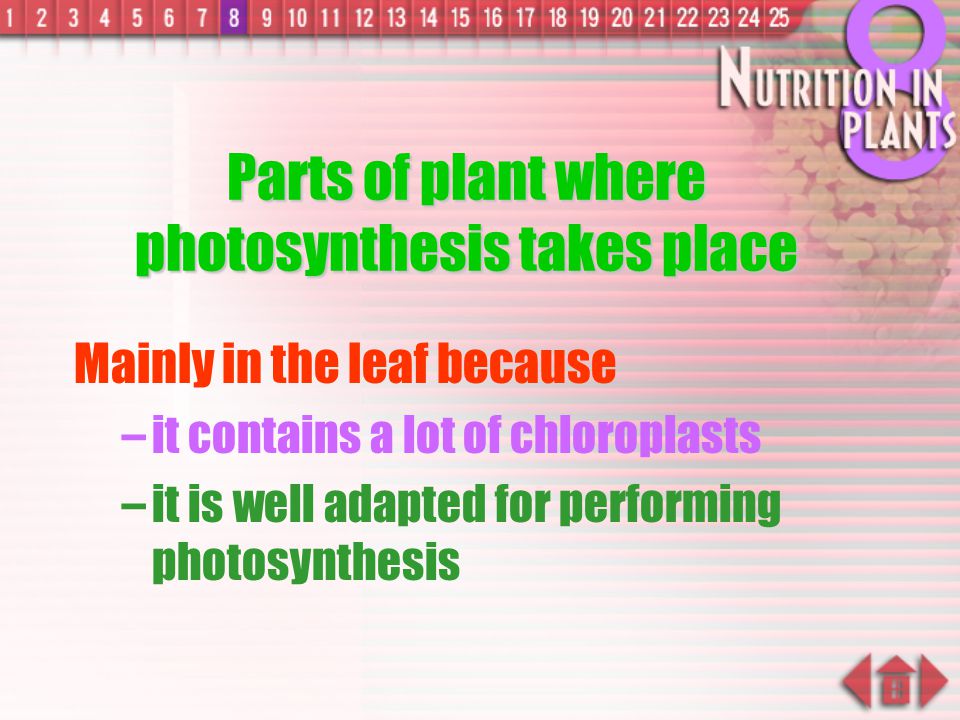 Parts of plant where photosynthesis takes place