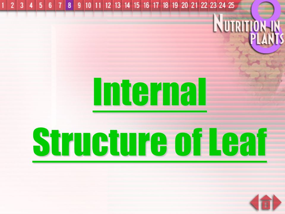 Internal Structure of Leaf