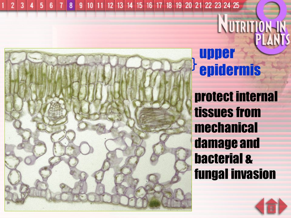 upper epidermis protect internal tissues from mechanical damage and bacterial & fungal invasion