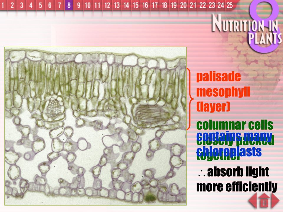 palisade mesophyll (layer)