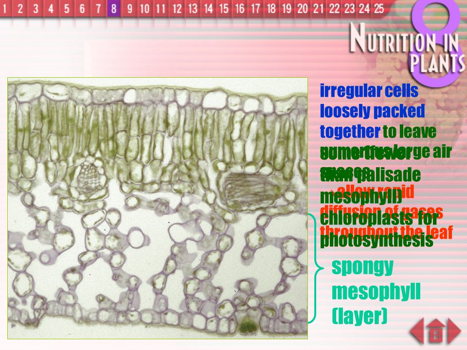 spongy mesophyll (layer)