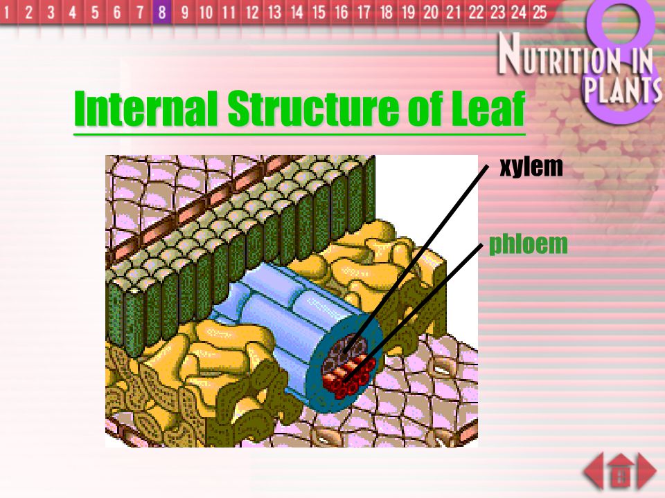 Internal Structure of Leaf
