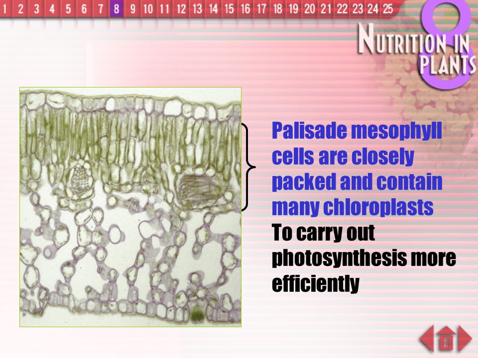 Palisade mesophyll cells are closely packed and contain many chloroplasts