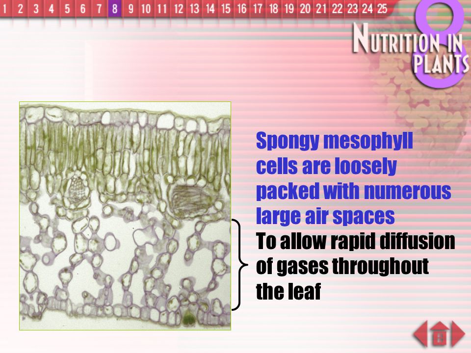Spongy mesophyll cells are loosely packed with numerous large air spaces