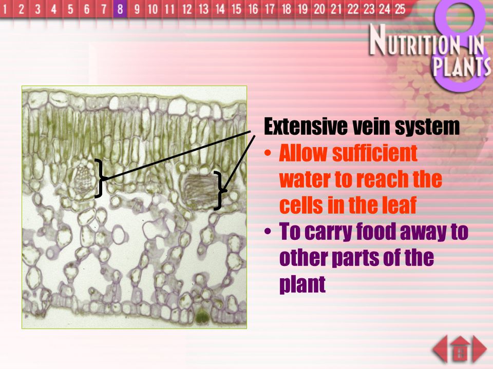 Extensive vein system Allow sufficient water to reach the cells in the leaf.