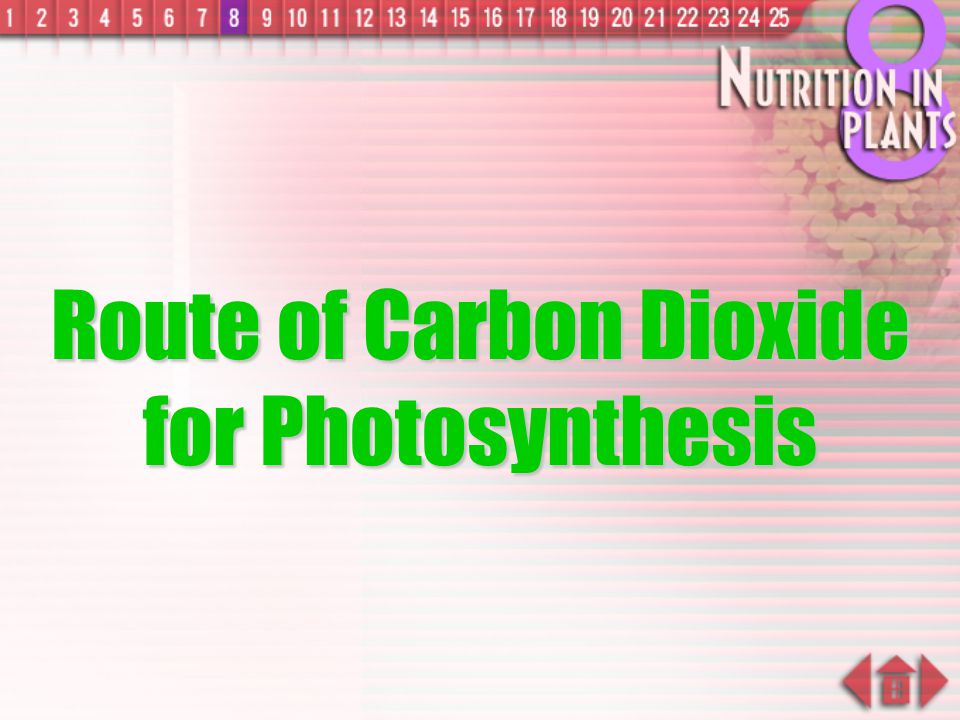 Route of Carbon Dioxide for Photosynthesis