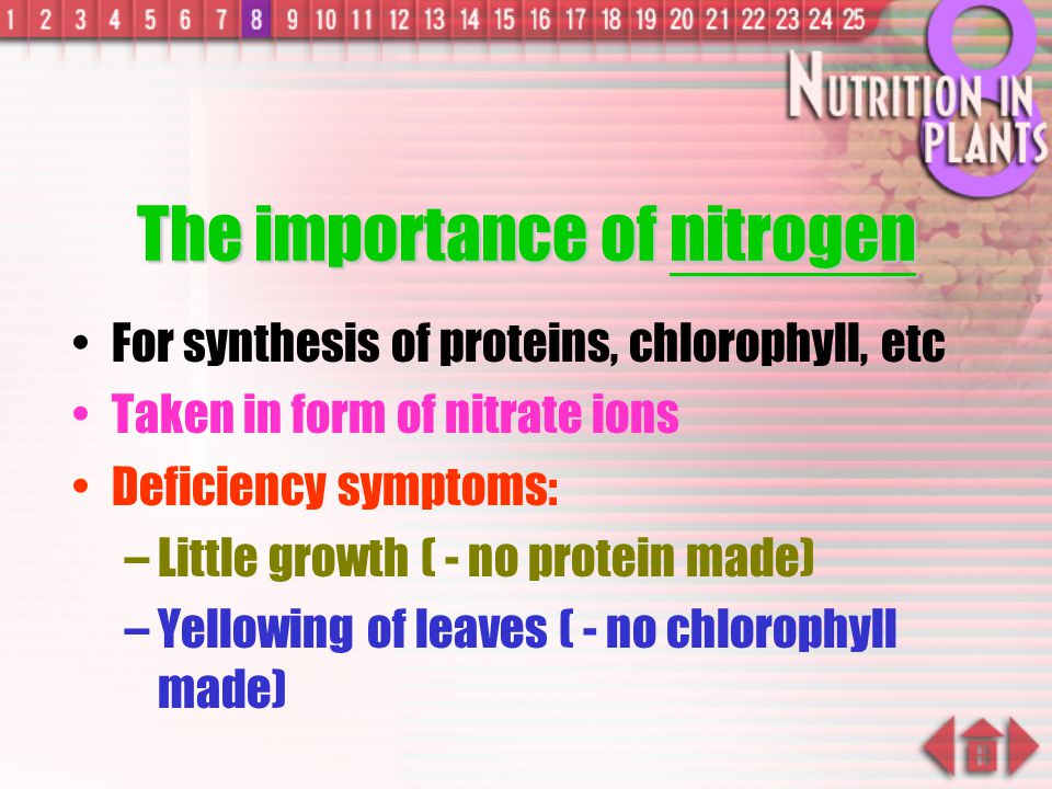 The importance of nitrogen