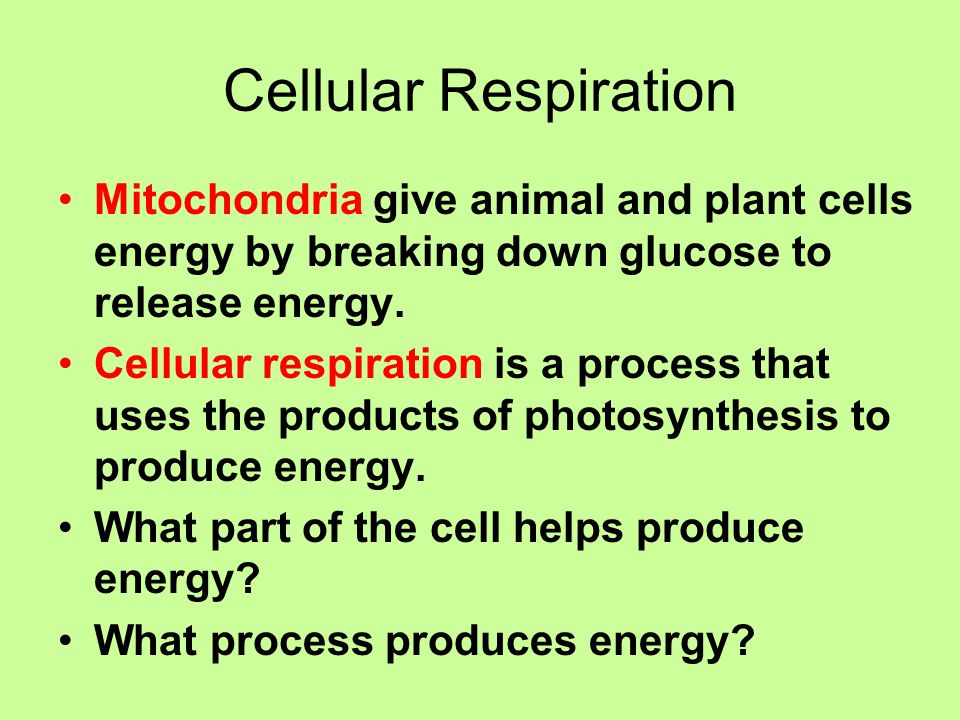 Cellular Respiration Mitochondria give animal and plant cells energy by breaking down glucose to release energy.